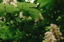 Chestnut Sunday becomes biennial