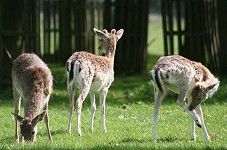Deer killed in Home Park