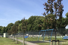 Trees at last - great news!